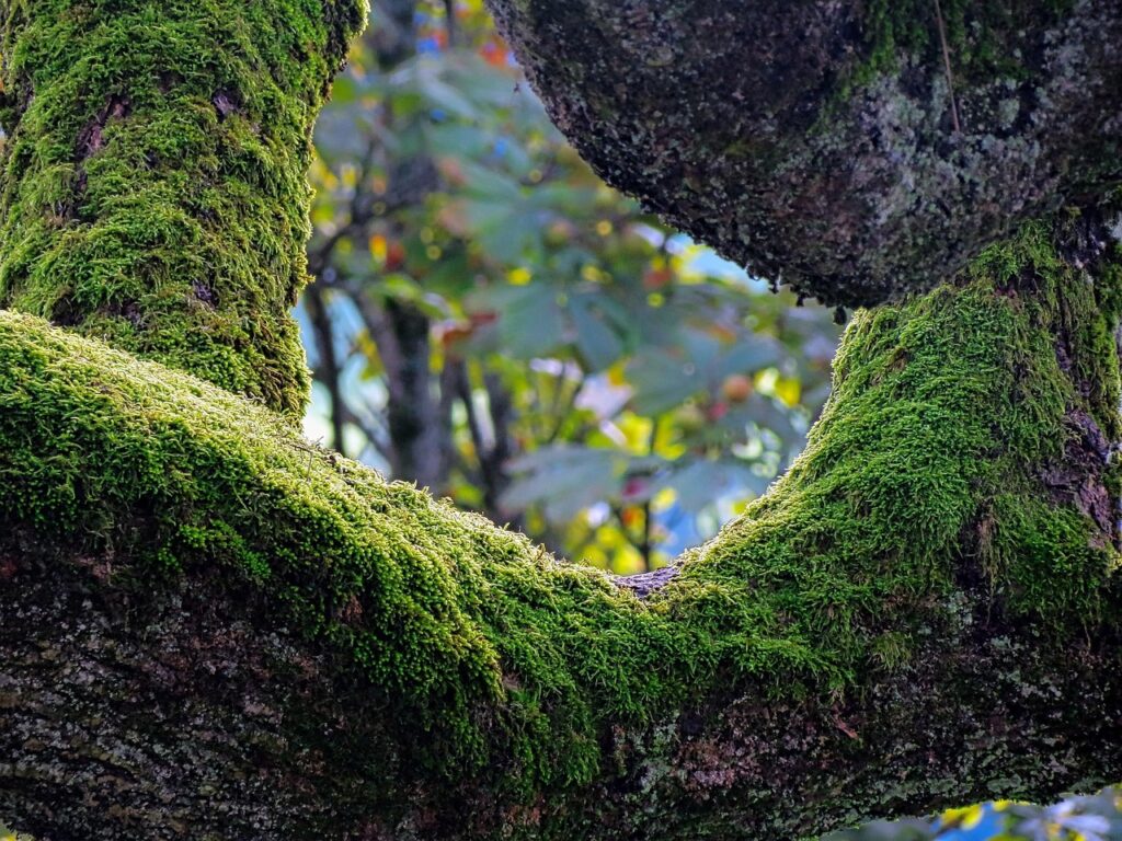 自然換気で湿度を下げる効果的な方法は？