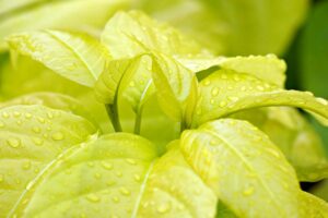 珪藻土の除湿効果に関する口コミは本当なのか？