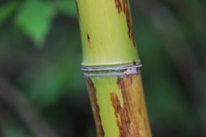 竹炭を使った除湿効果でクローゼットを快適に保つ方法は？