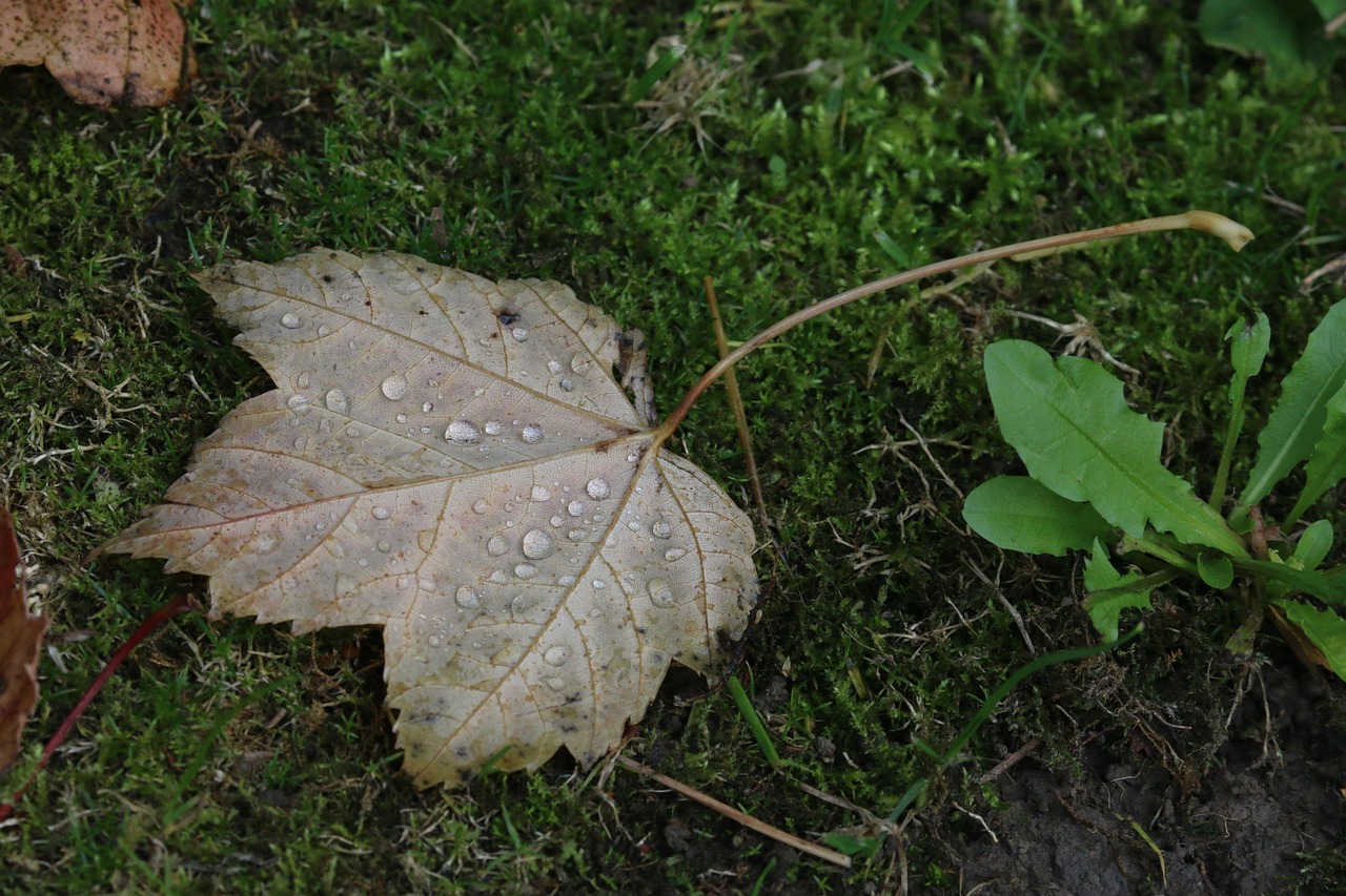 除湿シートを冷蔵庫に使うことで得られる効果は？