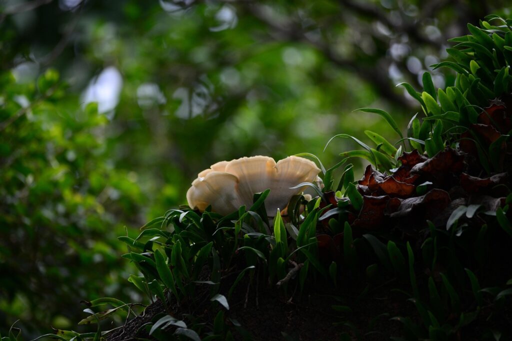 カーテンのカビを効果的に取り除く方法は？