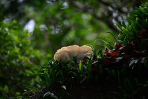 カーテンのカビを効果的に取り除く方法は？