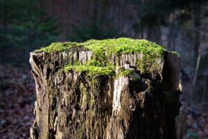 カーテンのカビを取り除く方法は？