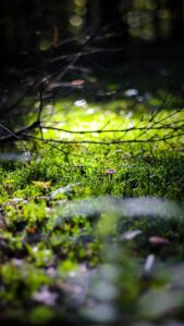 タンスの湿気取りを効果的に置く方法は？