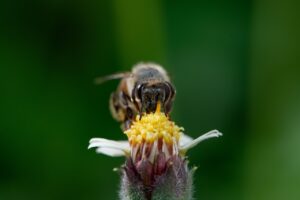 壁紙の黒カビの取り方にはどんな方法がある？