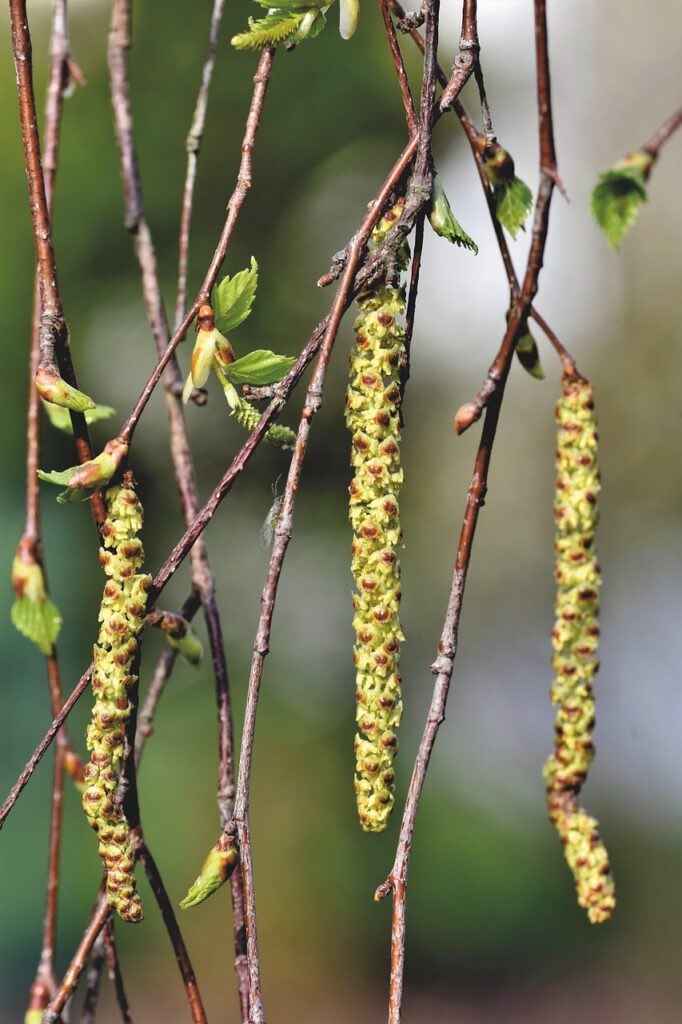 アレルギーの原因となる鼻のカビ対策方法は？