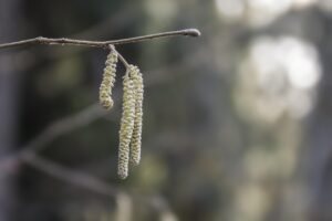 カビアレルギーの症状を改善するための効果的な対策は？