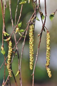 ダニアレルギーに効果的な布団対策は？