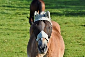 クローゼットで使用する防虫剤はカビ対策に効果的ですか？