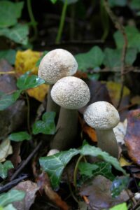 タンスのカビ対策に効果的な湿度を下げる方法は？