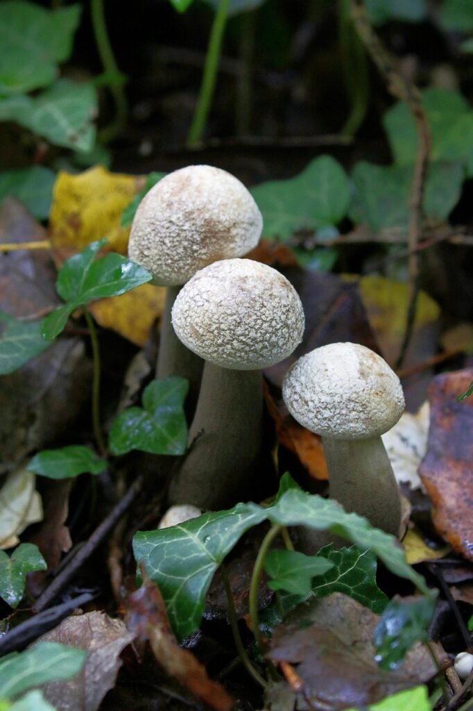 タンスのカビ対策に効果的な湿度を下げる方法は？