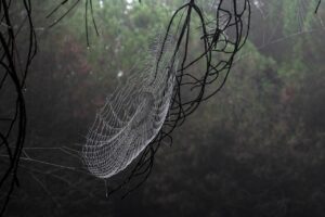 タンスのカビ対策に効果的な湿気が多い部屋の改善方法は？