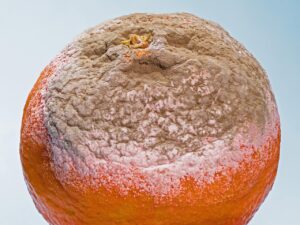 タンスのカビ対策に効果的な除湿剤の交換タイミングは？