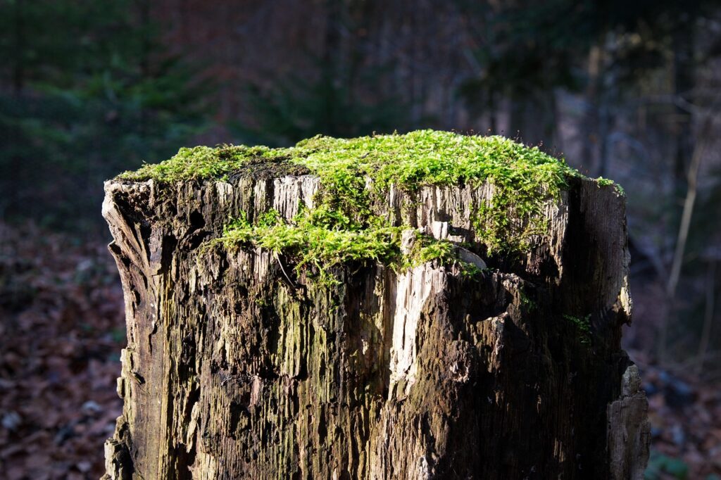 タンスのカビ対策に最適な除湿剤の置き場所は？